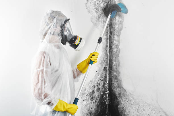 Holley, FL Mold Removal Company